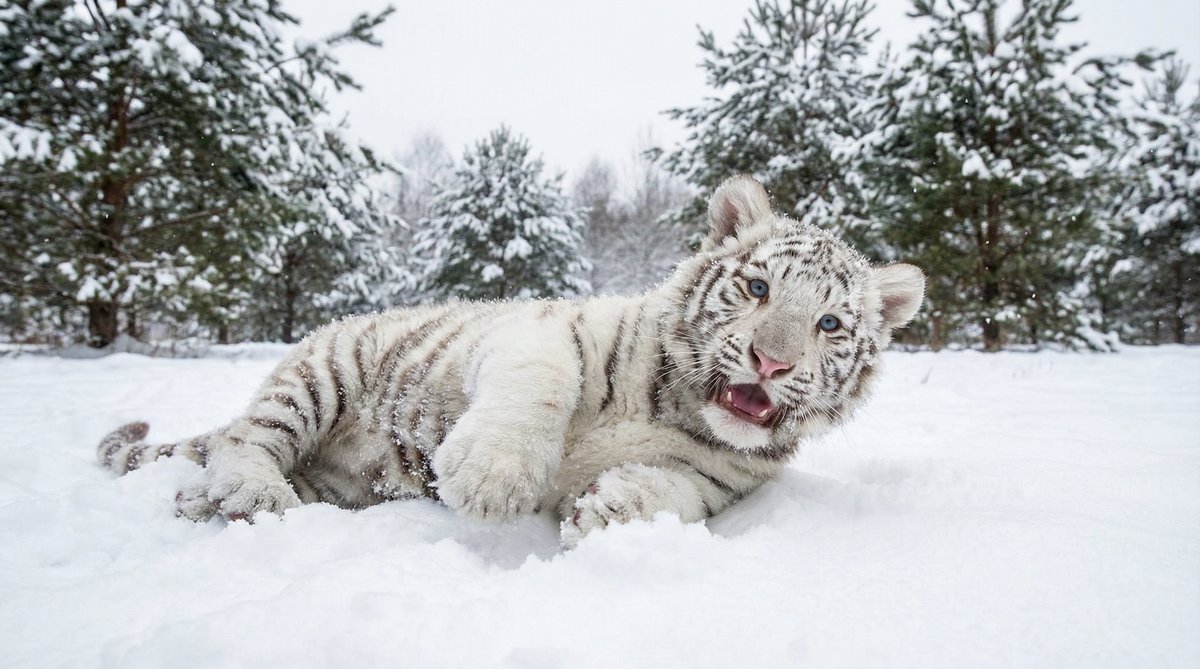 国产主播动物视频